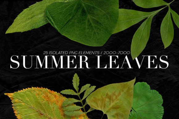 25 Isolated Summer Leaves: A Natural Decorative Element for Creative Projects