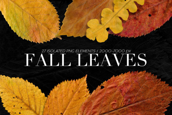 Isolated Fall Leaves: A Natural Touch for Creative Projects